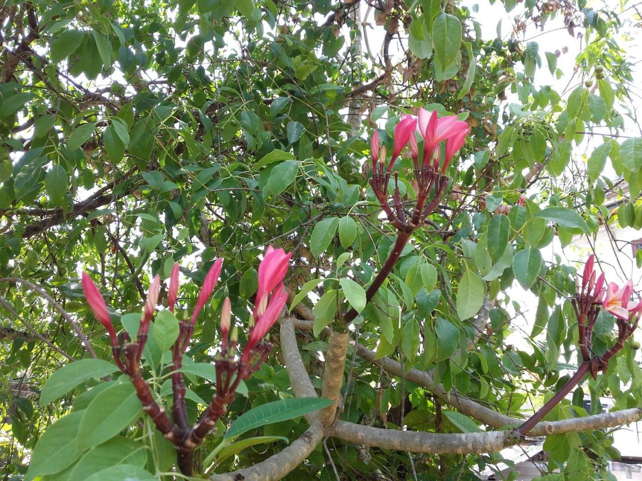 Sujatha Villa Paradise 坦加拉 外观 照片
